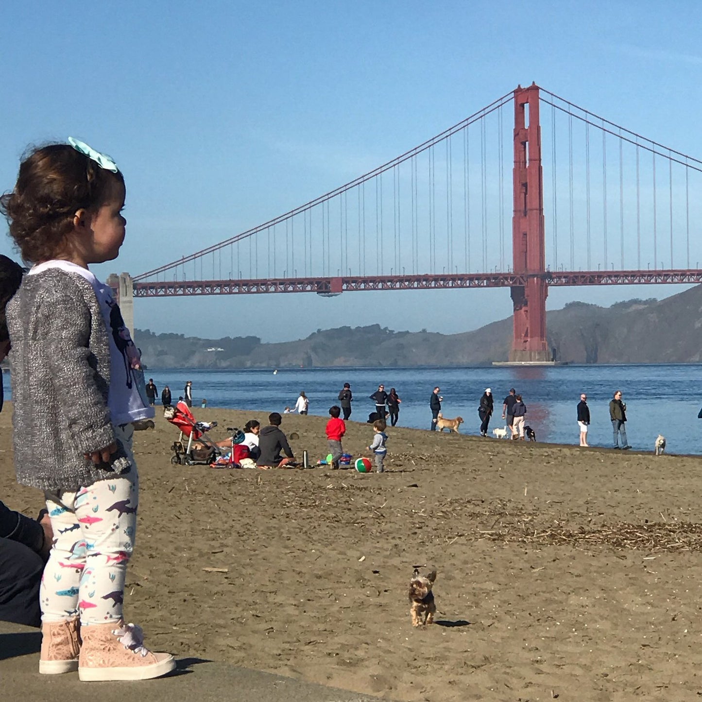 Shark clothes girly sharks clothing for girls Smarty Girl leggings pink purple science STEM smart geek nerd shirt tshirt dress pants San Francisco fashion style blogger Golden Gate